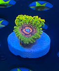 Grand Master Krakatoa Zoanthid – 2 Polyp Frag (WYSIWYG)