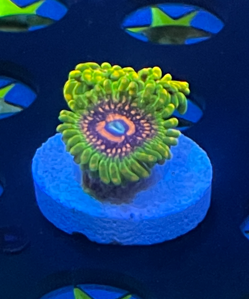 Grand Master Krakatoa Zoanthid – 2 Polyp Frag (WYSIWYG)